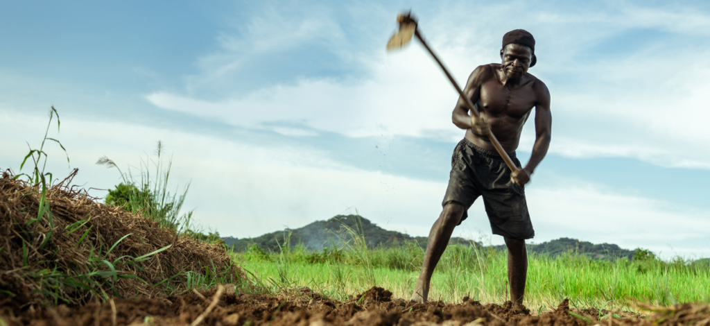 Producao de alimentos- Angola- Agrogenea