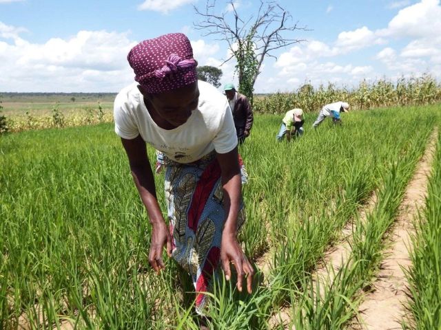 igualdade-de-genero-agricultura-angola